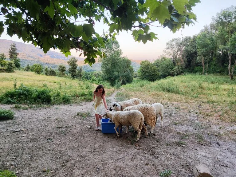 Girl feeding sheep on the grounds of La Vila at sunset